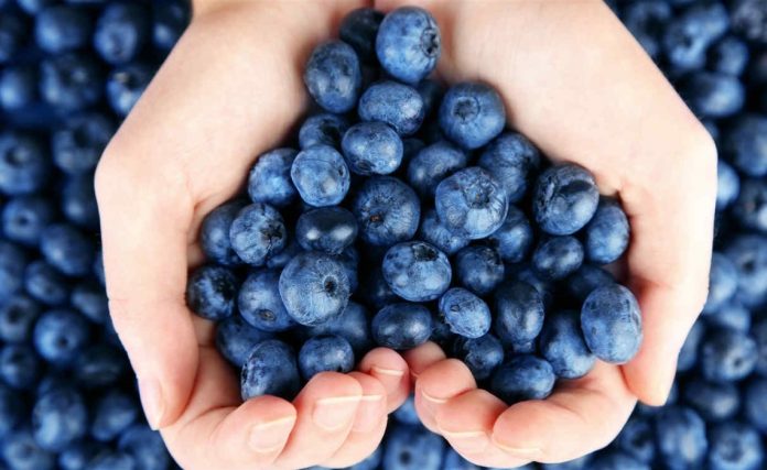 arandanos-focus-0-0-1140-700